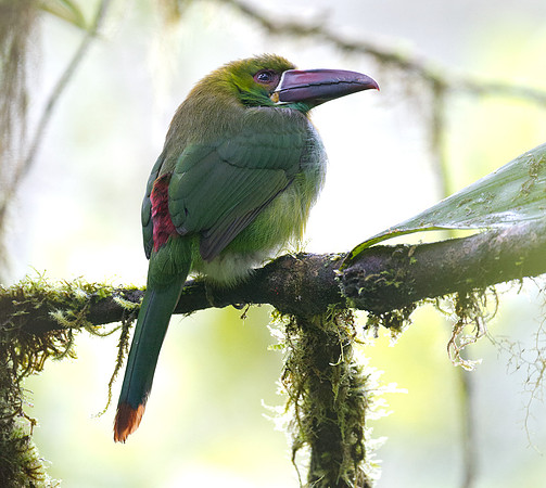 Crimson-rumped Toucanet (Aulacorhynchus haematopygus)