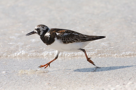 Ruddy Turnstone (Arenaria interpres)