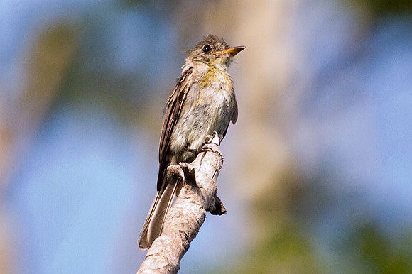 Tropical Pewee (Contopus cinereus)