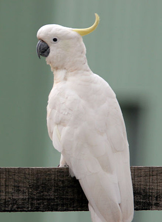 Sulphur-crested Cockatoo (Cacatua galerita)