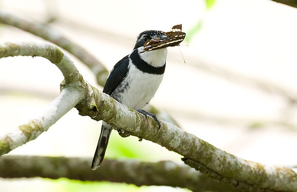 Pied Puffbird (Notharchus tectus)