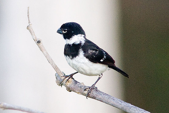 White-collared Seedeater (Sporophila torqueola)