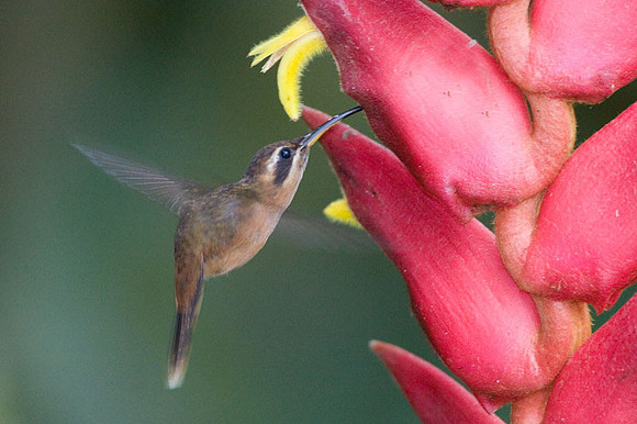 Stripe-throated Hermit (Phaethornis striigularis)