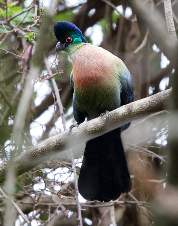 Purple-crested Turaco (Tauraco porphyreolophus)
