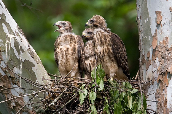 Red-shouldered Hawk (Buteo lineatus) juvenile