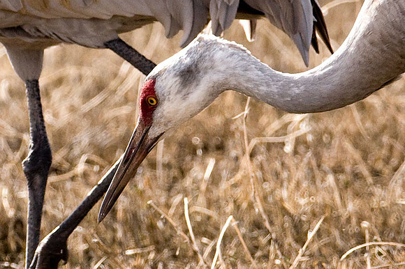 Sandhill Crane (Grus canadensis)