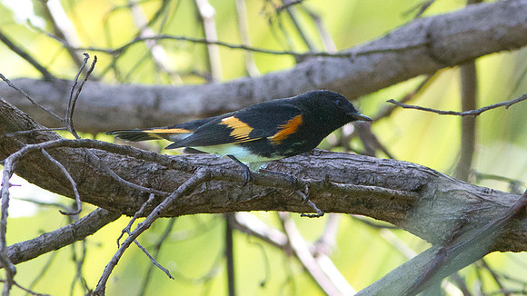 American Redstart (Setophaga ruticilla) male