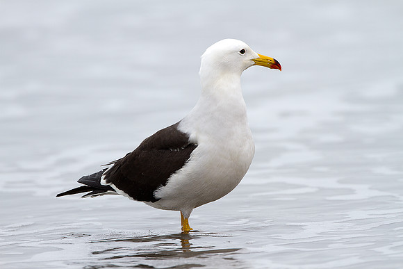 Belcher's Gull (Larus belcheri)