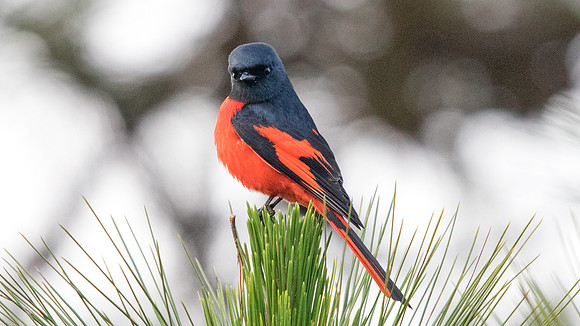 Short-billed minivet (Pericrocotus brevirostris) Male