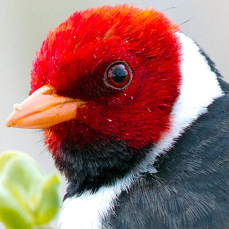 Yellow-billed Cardinal (Paroaria capitata)