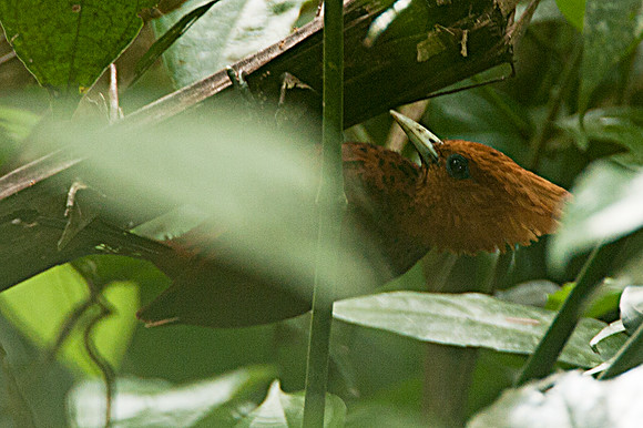 Chestnut-coloured Woodpecker (Celeus castaneus) female