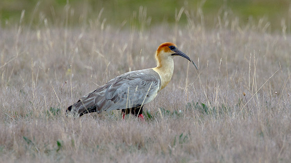 Black-faced Ibis (Theristicus melanopis)