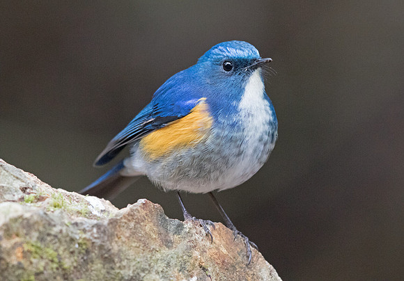 Himalayan bluetail (Tarsiger rufilatus) Male