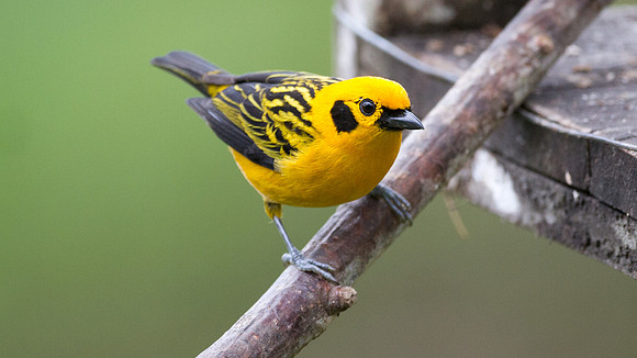 Golden Tanager (Tangara arthus)