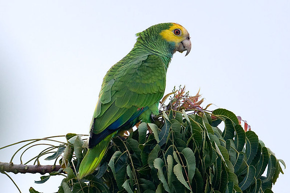 Yellow-shouldered Amazon (Amazona barbadensis) also known as Yellow-shouldered Parrot