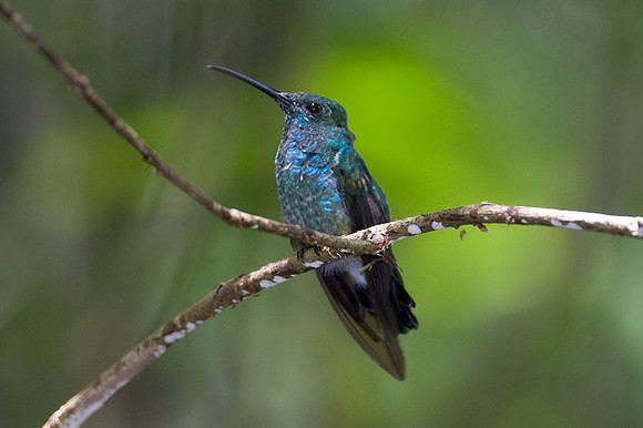 Blue-Chested Hummingbird (Amazilia amabilis)