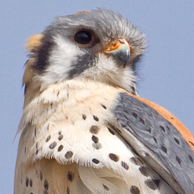 American Kestrel (Falco sparverius)