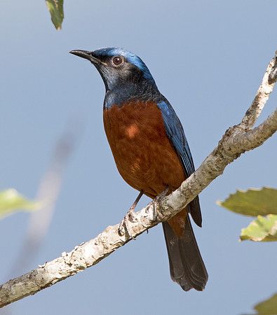 Chestnut-bellied rock thrush (Monticola rufiventris) Male