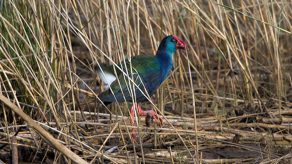 African Swamphen (Porphyrio (p.) madagascariensis)