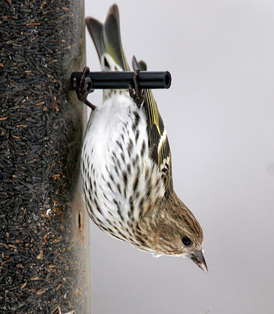Pine Siskin (Carduelis pinus)