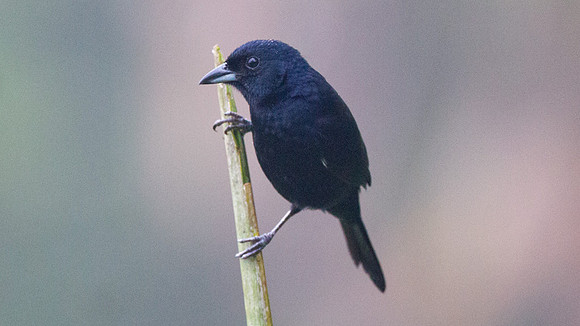 White-lined Tanager (Tachyphonus rufus)