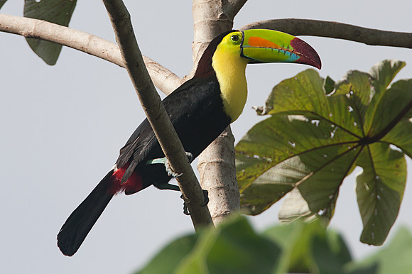 Keel-billed Toucan (Ramphastos sulfuratus)