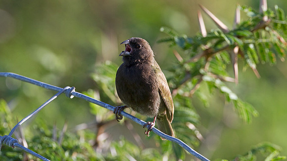 Black-faced Grassquit (Tiaris bicolor)