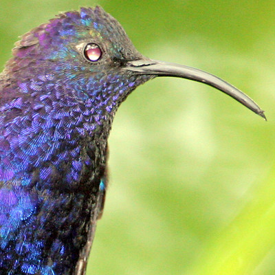 Violet Sabrewing (Campylopterus hemileucurus)
