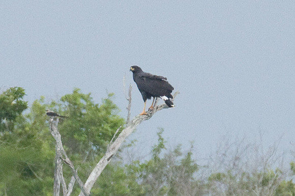 Zone-tailed Hawk (Buteo albonotatus)