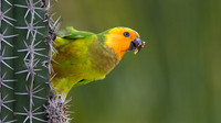 Brown-throated Parakeet (Aratinga pertinax)