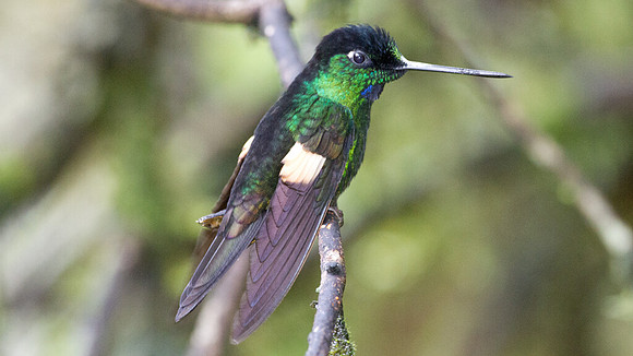 Buff-Winged Starfrontlet (Coeligena lutetiae)