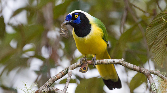 Green Jay (Cyanocorax yncas)