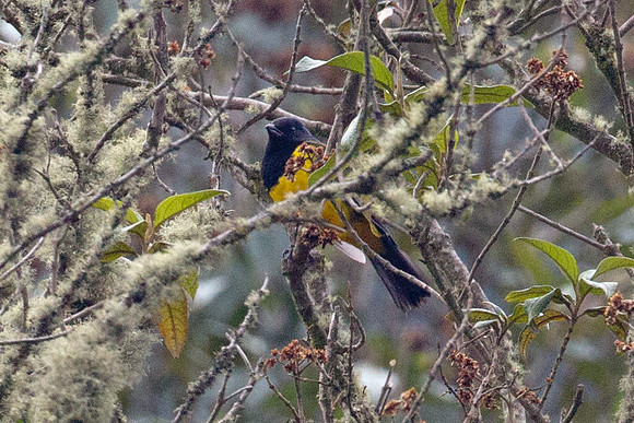 Black-chested Mountain-tanager (Buthraupis eximia)