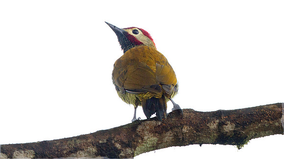 Golden-olive Woodpecker (Colaptes rubiginosus)