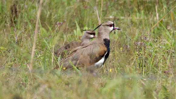 Southern Lapwing (Vanellus chilensis)