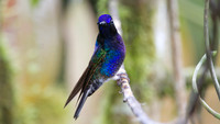 Velvet-purple Coronet (Boissonneaua jardini)