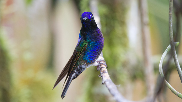 Velvet-purple Coronet (Boissonneaua jardini)