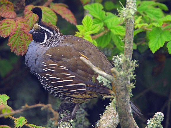 California Quail (Callipepla californica)