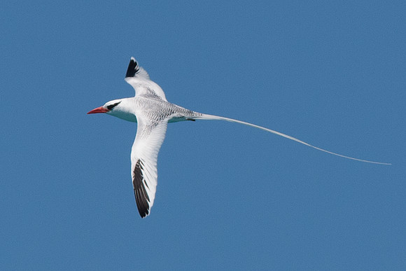 Red-billed Tropicbird (Phaethon aethereus)