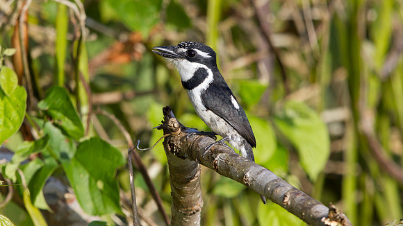 Pied Puffbird (Notharchus tectus)