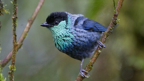 Black-capped Tanager (Tangara heinei)