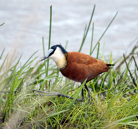 African Jacanas (Actophilornis africanus)