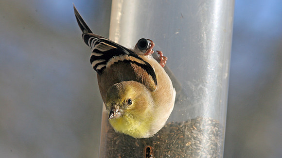 American Goldfinch (Carduelis tristis) female