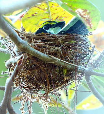 Yellow-breasted boatbill (Machaerirhynchus flaviventer)