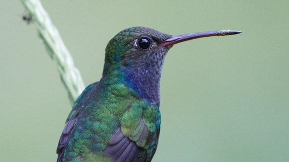 Sapphire-spangled Emerald (Amazilia lactea)