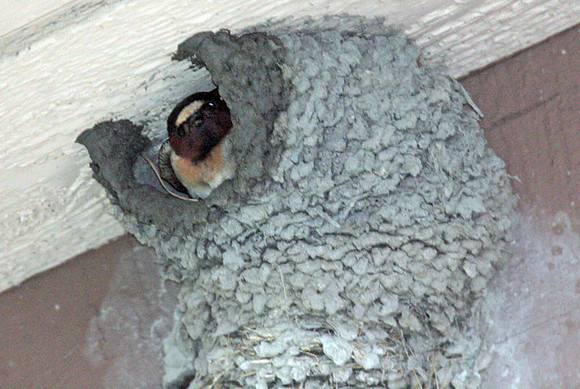 Cliff Swallow (Petrochelidon pyrrhonota)