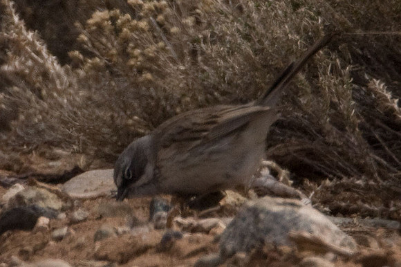 Sage Sparrow (Amphispiza belli)