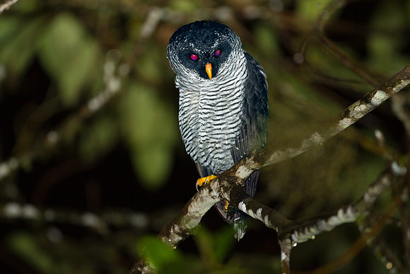 Black-and-white Owl (Strix nigrolineata)