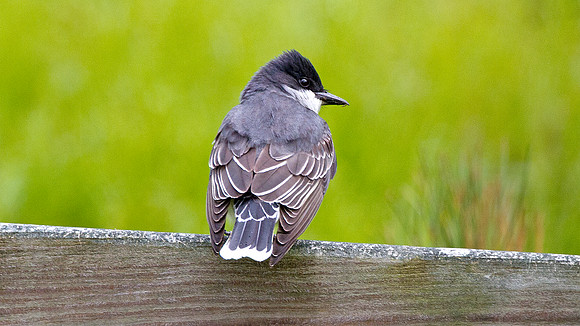 Eastern Kingbird (Tyrannus tyrannus)