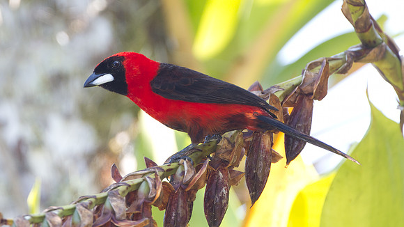 Masked Crimson Tanager (Ramphocelus nigrogularis)